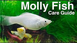 Molly Fish Care - Species Profile