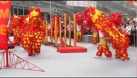 Chinese Dragon Dance Performance