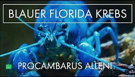 FLORIDA KREBS | Haltung, Zucht und mehr | GarnelenTv