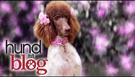 Hund mit Blog - Liebe aus der Hundeperspektive - Staffel 3 im DISNEY CHANNEL