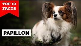 Papillon Dog - Top 10 Facts