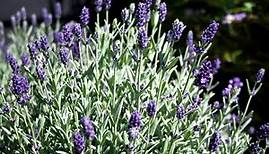 Best Perennials - Lavandula Aromatico Blue (Lavender)