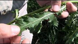 Canada Thistle, identification of the Wisconsin Invasive Species Cirsium arvense