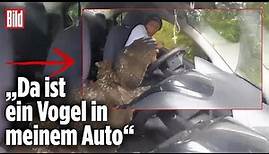 Schock für YouTuber: Verletzter Adler landet im Auto
