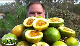 5 Tips How To Grow a Ton of Passionfruit From ONE Passion Fruit!