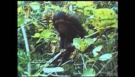 The Chimps of Gombe Part 8