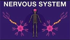 Nervous System - Get to know our nervous system a bit closer, how does it works? | Neurology