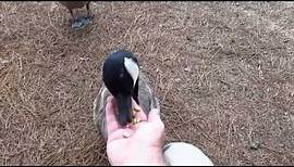 Feeding Canada geese