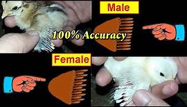 Identify Male and Female Chicks Simple and Easy