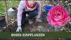 Rosen einpflanzen - Wie man Wurzelnackte und Container Rosen richtig einpflanzt