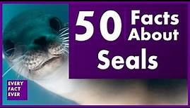 50 Fact About Seals