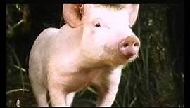 Ein Schweinchen namens Babe (Babe) (1995) - Trailer