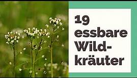 19 essbare Wildkräuter: Tipps rund um die beliebtesten Wildkräuter