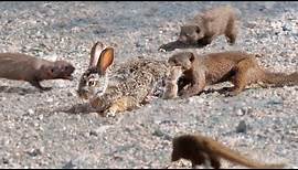 Mongooses Tear Baby Hare Apart