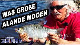 GROßE ALANDE - GEZIELT MIT WAGGLER - Unser Ziel ist Fisch mit Jörg Ovens - Folge 36
