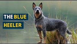 Blue Heeler: Ten Things You Need To Know About This Dog Today!