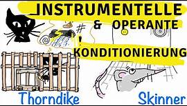 Instrumentelle & operante Konditionierung - Skinner, Thorndike und der Behaviorismus