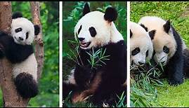Cute Pandas - A Closer Look at the Panda Bear