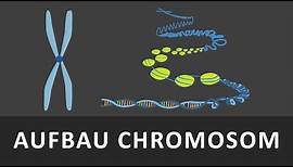 Aufbau Chromosomen | Chromatin | Spiralisierung der DNA einfach erklärt | Verpackung der DNA