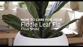 How to care for your Fiddle Leaf Fig | Grow at Home | Royal Horticultural Society