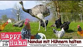 E219 Nandus mit Hühnern zusammen halten, gegen Greifvögel - HAPPY HUHN mit Tipps zur Nanduhaltung