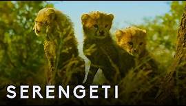 Serengeti: First Look Trailer | New John Boyega Series | BBC Earth
