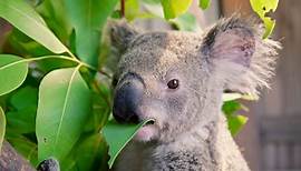 Izzy's Koala World | Trailer