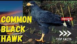 common black hawk facts 🦅