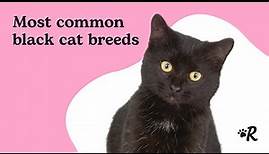 Top 11 Beautiful Black Cat Breeds