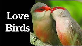 Top 7 Bird Courtship Techniques