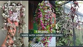 9 Splendid Vines with Heart Shaped Leaves | Beautiful Vines