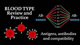 Blood Type | Review and Practice
