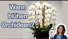 Ihre Orchidee wird das ganze Jahr über blühen. 7 einfache aber wirkungsvolle Tipps für Anfänger