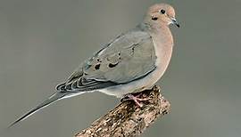 Mourning Dove Identification, All About Birds, Cornell Lab of Ornithology