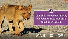 Lion Fact Sheet