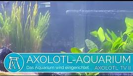 Axolotl-Aquarium: Das Aquarium wird eingerichtet