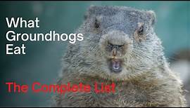 What Groundhogs Eat - The Complete Woodchuck Diet