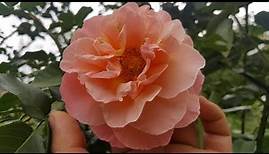 Marie Curie (MEIlomit) / Meilland 1997 - rose - rosa - rosier