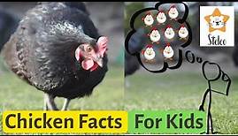 Chickens for Kids | 15 interesting facts about CHICKENS!