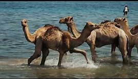 The Fascinating World of Camels: 20 Facts about Camels