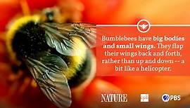 Bumblebee Fact Sheet