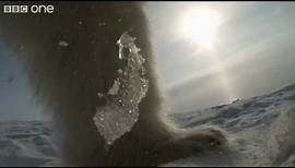 HD: Super Spy Cams Film Cute Baby Polar Bear - Polar Bear: Spy On The Ice, Preview - BBC One