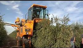 Olive harvest