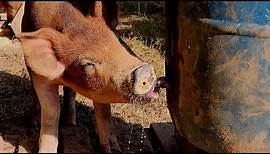 How to Make a Pig Waterer From a 55 Gallon Drum