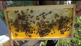 Bienenzahl und Futtervorrat bestimmen