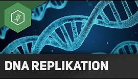 DNA Replikation - Wie funktioniert's?!