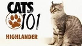 Highlander | Cats 101