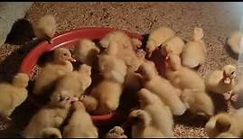 The Real Cute Baby Ducks | They Are Very Happy Fun and Sweety 🦆 | #56