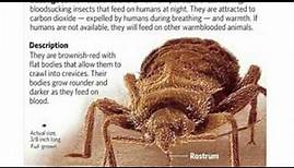 Pest Control Charlotte NC - Ivey Exterminating Inc.