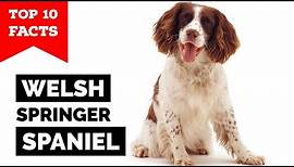 Welsh Springer Spaniel - Top 10 Facts